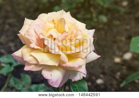 yellow beautiful pink rose petals with lots