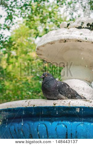Dove sitting on a fountain on a hot summer day
