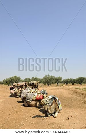 wild camel animal on tourist safari tour
