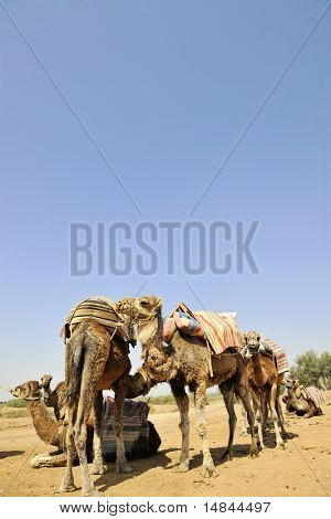 wild camel animal on tourist safari tour