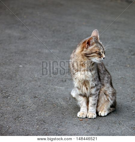 a lone grey tabby cat sitting on the pavement and squinting from pleasure
