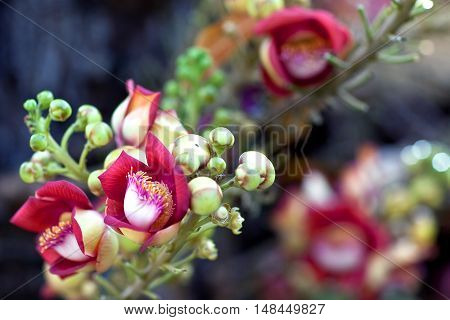 Shorea Robusta