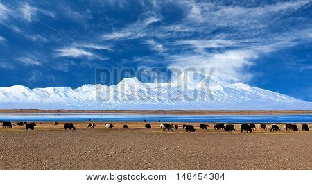 Gurla Mandhata Mount And Herd Of Yaks In Tibet, China