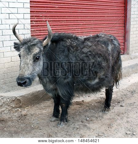 Dzo Yak