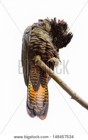 Red Tailed Black Cockatoo bird isolated on white background