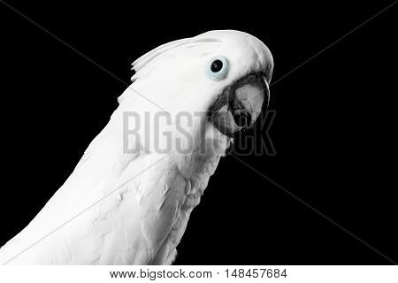 Close-up Crested Cockatoo White alba, Umbrella, Funny Looking in Camera, Indonesia, isolated on Black Background
