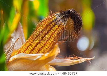 Immature wizened diseased and moldy corn cob on the field close-up. Collect corn crop.