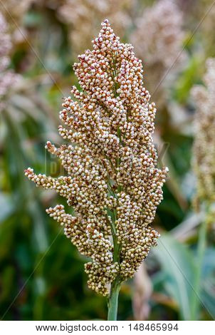 Bushes cereal and forage sorghum plant one kind of mature and grow on the field in a row in the open air. Harvesting. Corn close-up
