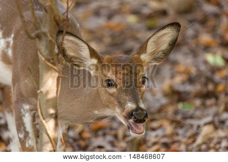 Young Piebald Whitetailed Buck