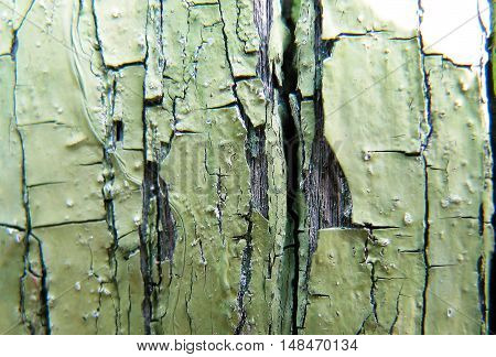 Old peeling green paint on wooden wall