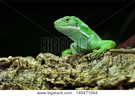 Fiji banded iguana (Brachylophus fasciatus). Wildlife animal. 