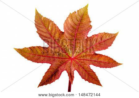 Castorbean leaf. Castor oil plant, Ricinus communis, medical and pharmaceutical plant. Colorful autumn leaves isolated on white.
