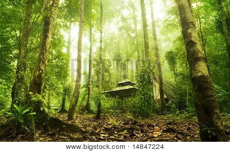 Verde foresta