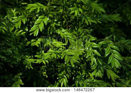 European box (Buxus sempervirens), also known as the boxwood.