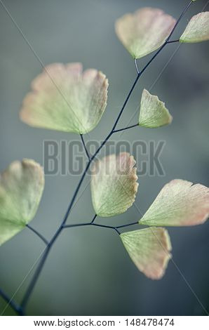 Macro detail of maiden hair fern leaves
