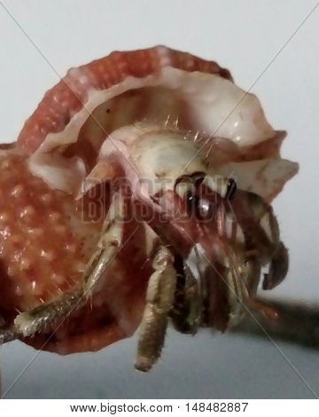 One as pets small crab from sheashore