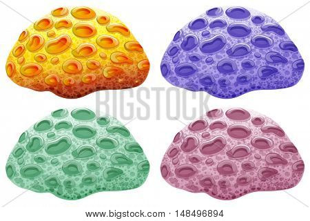 Brain coral in four colours