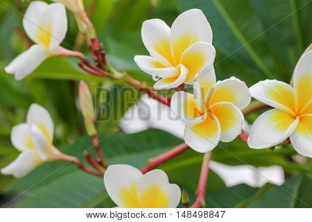 plumeria flower desert rose white beautiful on the tree selective focus(  Scientific name Apocynaceae Frangipani Pagoda Temple )