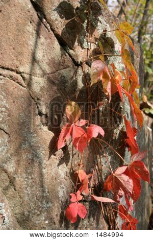 Rouge feuilles de vigne
