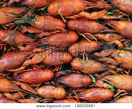 Close up Cooked crayfish at the pan