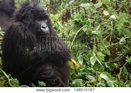 Profile closeup of female mountain gorilla sit and thinking in the forest