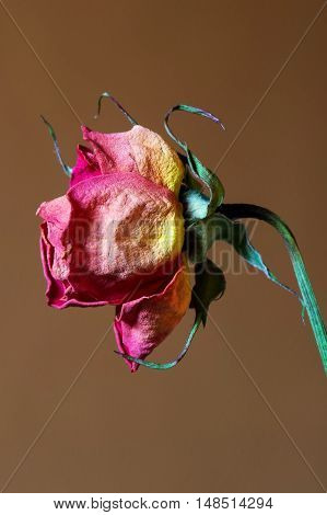 Wilted rose. Dried pink roses on background. focus on front rose.