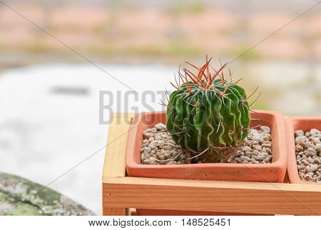Cactus in pot natural beautiful slelect focus with shallow depth and with copy space