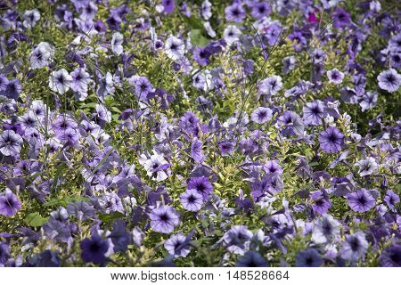 Purple bells grow in the fields and woods, in the meadow