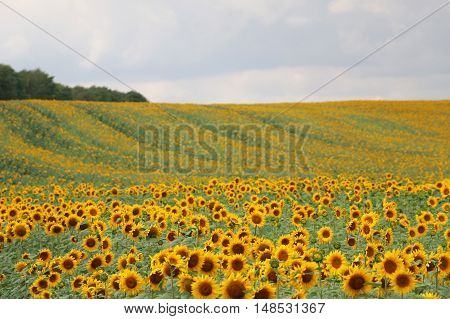 Sunflowers in August in the Russian field