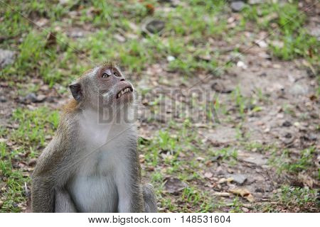 monkey nature beautiful in garden Thailand .