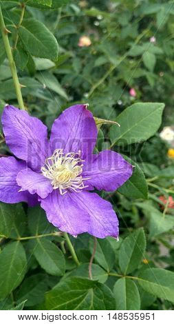 The violet flower of scrambler plant - clematis