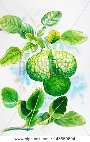 Watercolor painting original realistic herb of kaffir lime and green leaves in blue background. Original painting