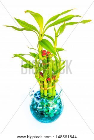 The Lucky  bamboo. in pots on white background