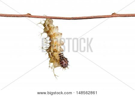 Isolated Mature Caterpillar Of Colour Segeant Butterfly Hanging On Twig
