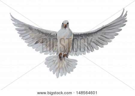 A free flying white dove on white bascground