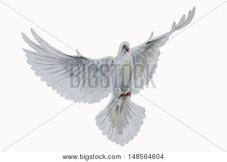 A free flying white dove on white bascground