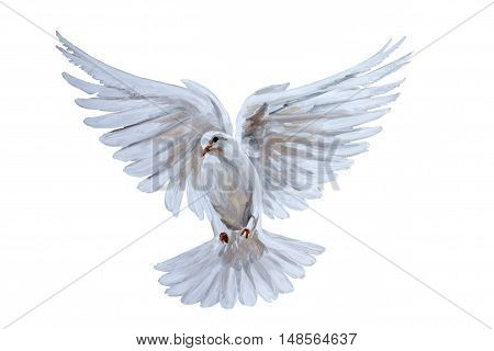 A free flying white dove on white bascground