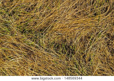 Grass, colors of fall, dry grass, photo grass, dried grass, autumn, autumn texture, autumn pattern, photo of dried grass, yellow, yellow grass, autumn background, hay, autumn time, september, fall background, natural background, nature at fall, grass text