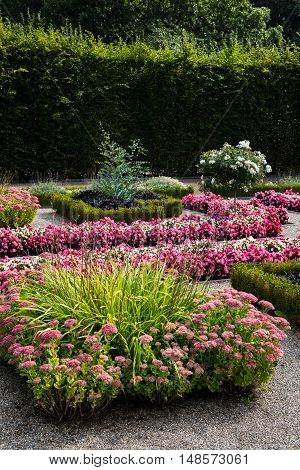 field of blossoming purple flowes in public park
