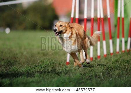Dog Agility Slalom