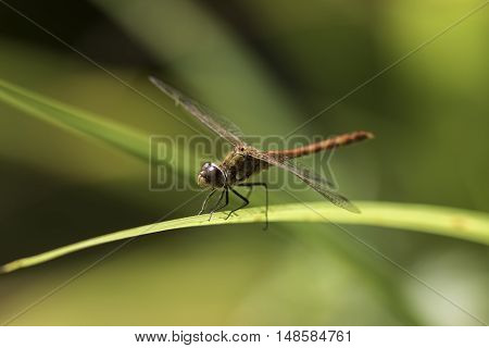 Male common darter dragonfly (Sympetrum striolatum) against soft green background.