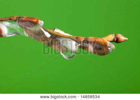 Gefrorene Zweig mit Knospen