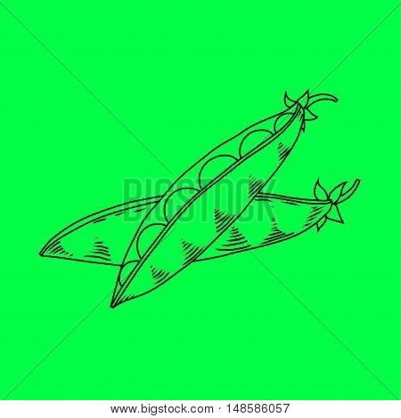 Pods of green peas isolated vector illustration. Vector line illustration on green background.