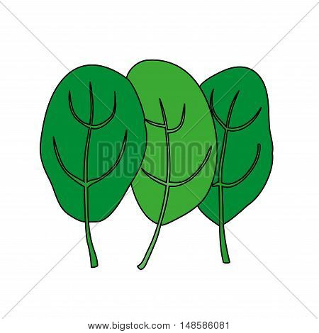 Cartoon illustration of spinach. Isolated on white background. Spinach leaves. Fresh green raw plant for vegetarian nutrition, bio food concept, markets, organic meal. Vector.