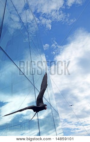 Freegate bird