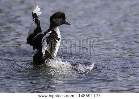 Male goldeneye duck (Bucephala Clangula) in eclipse plumage with wings outstretched.