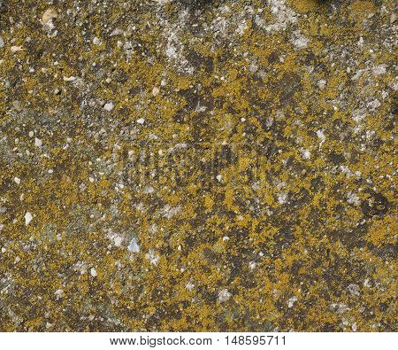 Moss Plants On A Rock