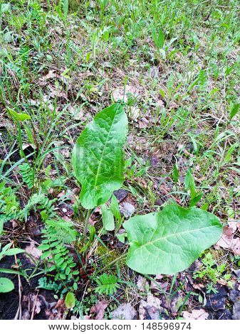 Young Burdock plant (Arctium lappa ) in the forest