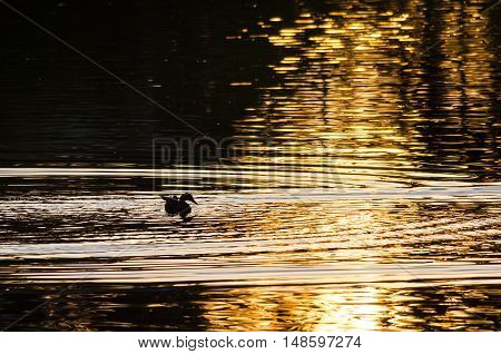 Silhouette of Duck Swimming in a Golden Pond as the Sun Sets