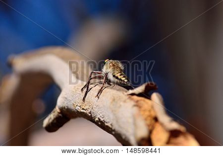 Robber fly perched on tree branch and waiting a prey